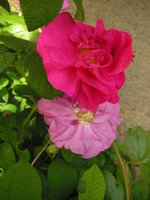 vignette Rosa gallica 'officinalis' = Rosa gallica 'semi-duplex' = Rosa gallica 'plena' - Rose des Apothicaires, Rose de Provins, Red Rose of Lancaster