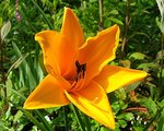 vignette Hemerocallis ' Orange Prelude ' Hmrocalle