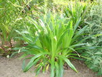 vignette eryngium agavifolium