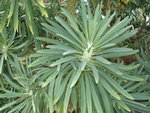 vignette Euphorbia