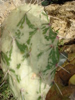 vignette Opuntia monacantha f.variegata