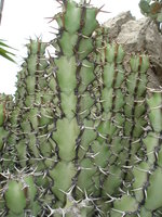 vignette Euphorbia coerulescens