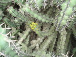 vignette Euphorbia coerulescens