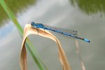 vignette Agrion jouvencelle ' Coenagrion puella ' mle