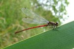 vignette La Petite Nymphe au Corps de Feu ( Pyrrhosoma nymphula ) ♂