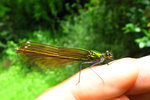 vignette Calopteryx virgo ♀ ( le Caloptryx vierge ) libellule