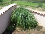 vignette Herbe de la Pampa Cortaderia selloana Rosea