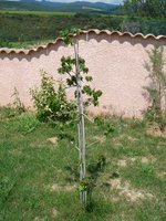 vignette Liquidambar styraciflua - Copalme d'amrique