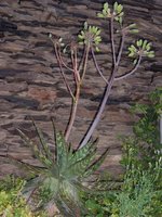 vignette aloe maculata