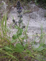 vignette Salvia pratensis - Sauge des prs