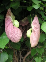 vignette Aristolochia gigantea - Aristoloche