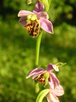 vignette ophrys fuciflora