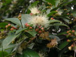 vignette Syzygium australe