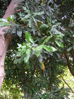 vignette Macadamia ternifolia - Noyer du Queensland