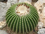 vignette Echinocactus grusonii  f.inermi