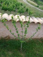 vignette Hibiscus syriacus Hamabo