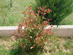 vignette Photinia red robin