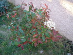 vignette Photinia red robin en fleurs