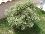 vignette Pittosporum tenuifolium Elisabeth