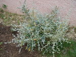 vignette Teucrium fruticans