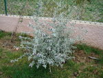 vignette Teucrium fruticans en fleurs