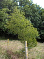 vignette Taxodium huegelii (mucronatum)