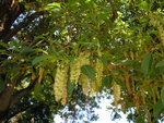 vignette Phytolacca dioica