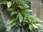 vignette Hydrangea serratifolia (commerce)