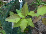 vignette Akebia trifoliata