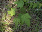 vignette Rubus palmatus coptophyllus