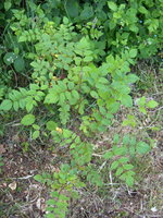vignette Rubus niveus CHB03.CH15