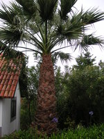 vignette Washingtonia filifera