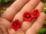 vignette Brachychiton acerifolium