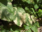 vignette Reynoutria japonica variegata