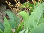 vignette Cyphostemma juttae  vitaceae (Namibie)