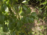vignette Stauntonia hexaphylla