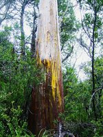 vignette Eucalyptus. regnans  E. johnstonii ou E. subcrenulata,ou