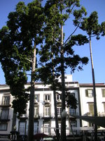 vignette Agathis brownii = Agathis robusta - Copal de Manille = Kauri ou  Kori