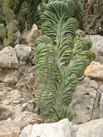 vignette Marginatocereus marginatus f. cristata