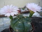 vignette Gymnocalycium hortii