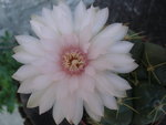 vignette Gymnocalycium hortii