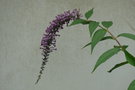 vignette Buddleia japonica, Japon