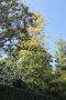 vignette Betula pendula ssp. pendula 'Schneverdinger Goldbirke'