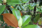 vignette Magnolia grandiflora 'Namnetensis Flore Pleno'