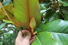 vignette Magnolia grandiflora 'Gloriosa'