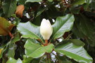 vignette Magnolia grandiflora 'Gloriosa'