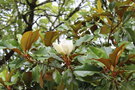 vignette Magnolia grandiflora 'Gloriosa'