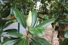 vignette Magnolia grandiflora 'Edith Bogue'