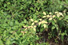 vignette Rubus fruticosus (feuilles jaunes)