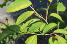 vignette Neoshirakia japonica / Euphorbiaceae / Japon